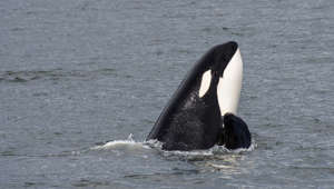 Are orcas coordinating attacks on boats?