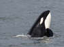 Are orcas coordinating attacks on boats?