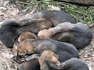 Brookfield Zoo's Wolf Puppies Take Trip Of A Lifetime To Return To The Wild