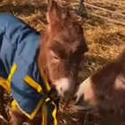 This Donkey and Foal are Reunited