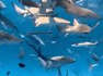 Diver Swims Alongside Nurse Sharks in Maldives