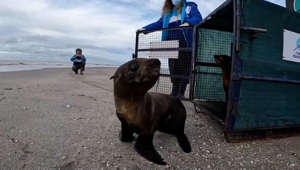 Sea Lion Injured By Plastic Waste Returns To Ocean After Recovery