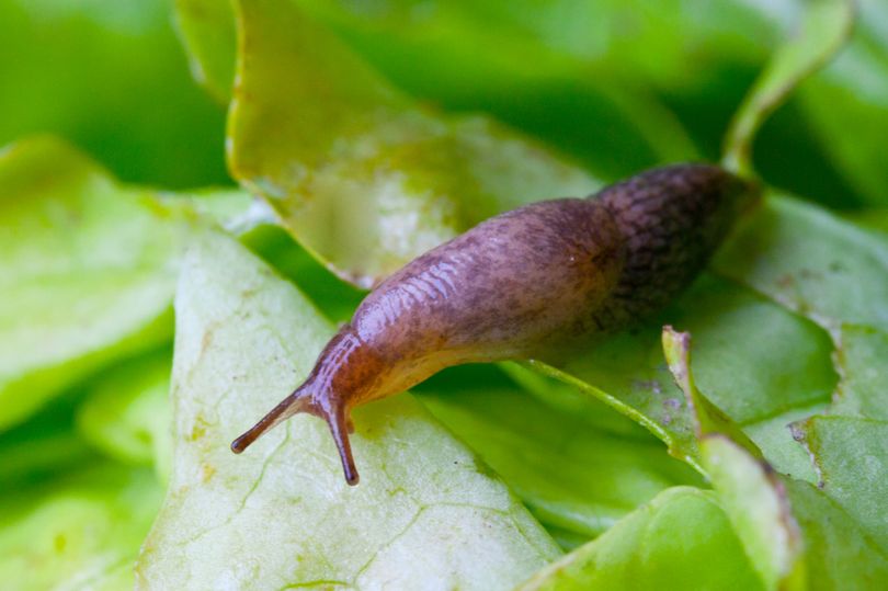 how to, gardening expert's warning over signs of pests invading your lawn and how to avoid them