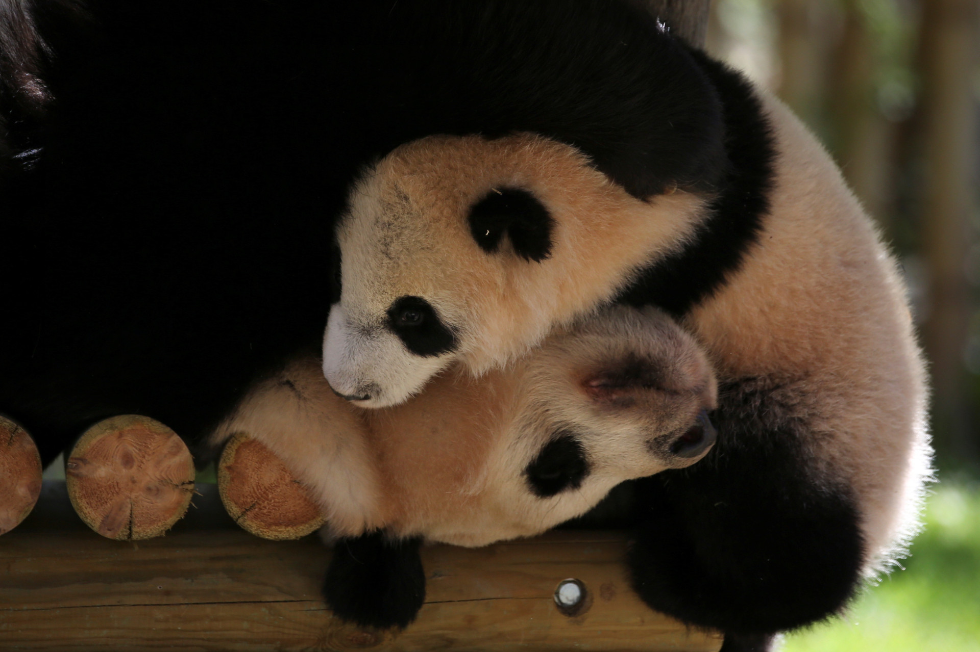 Обнять панду. Панда обнимает. Панда обнимашки. Панда обнимает панду. Две панды обнимаются.