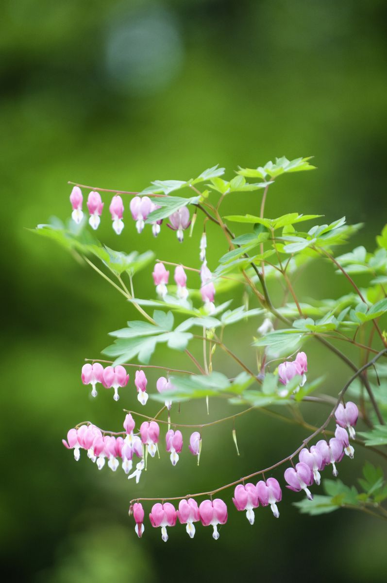 Bleeding Heart