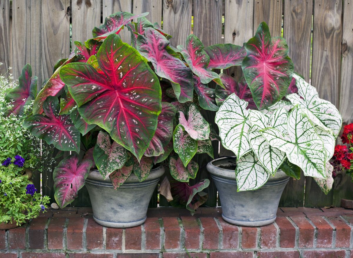 Caladium