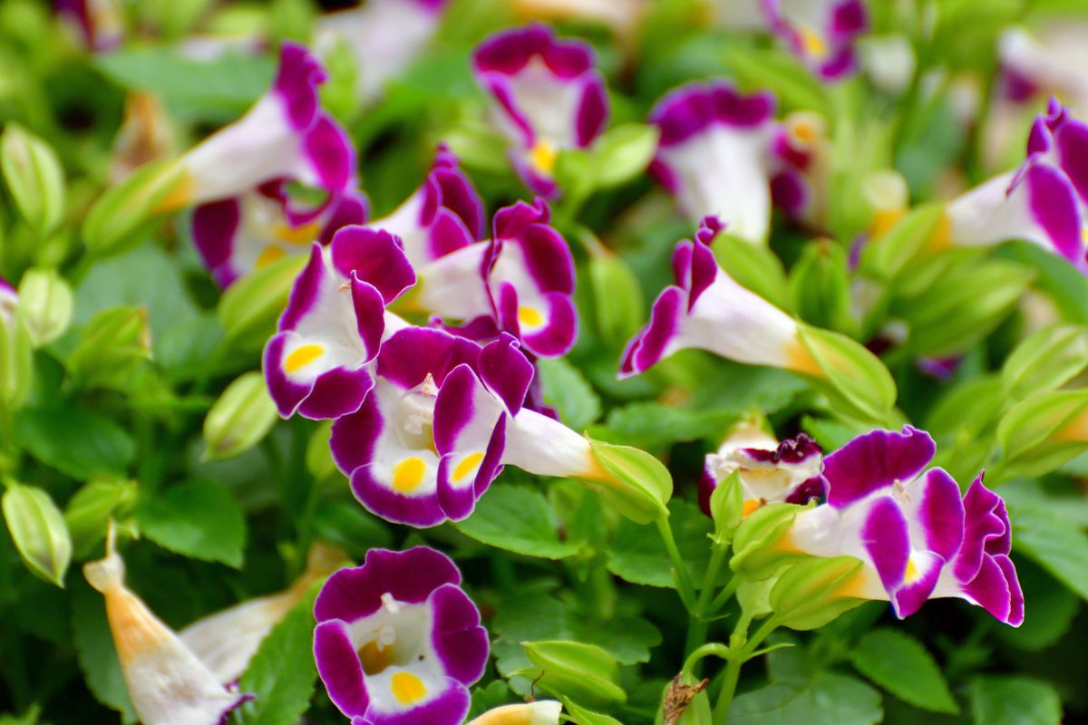 Torenia