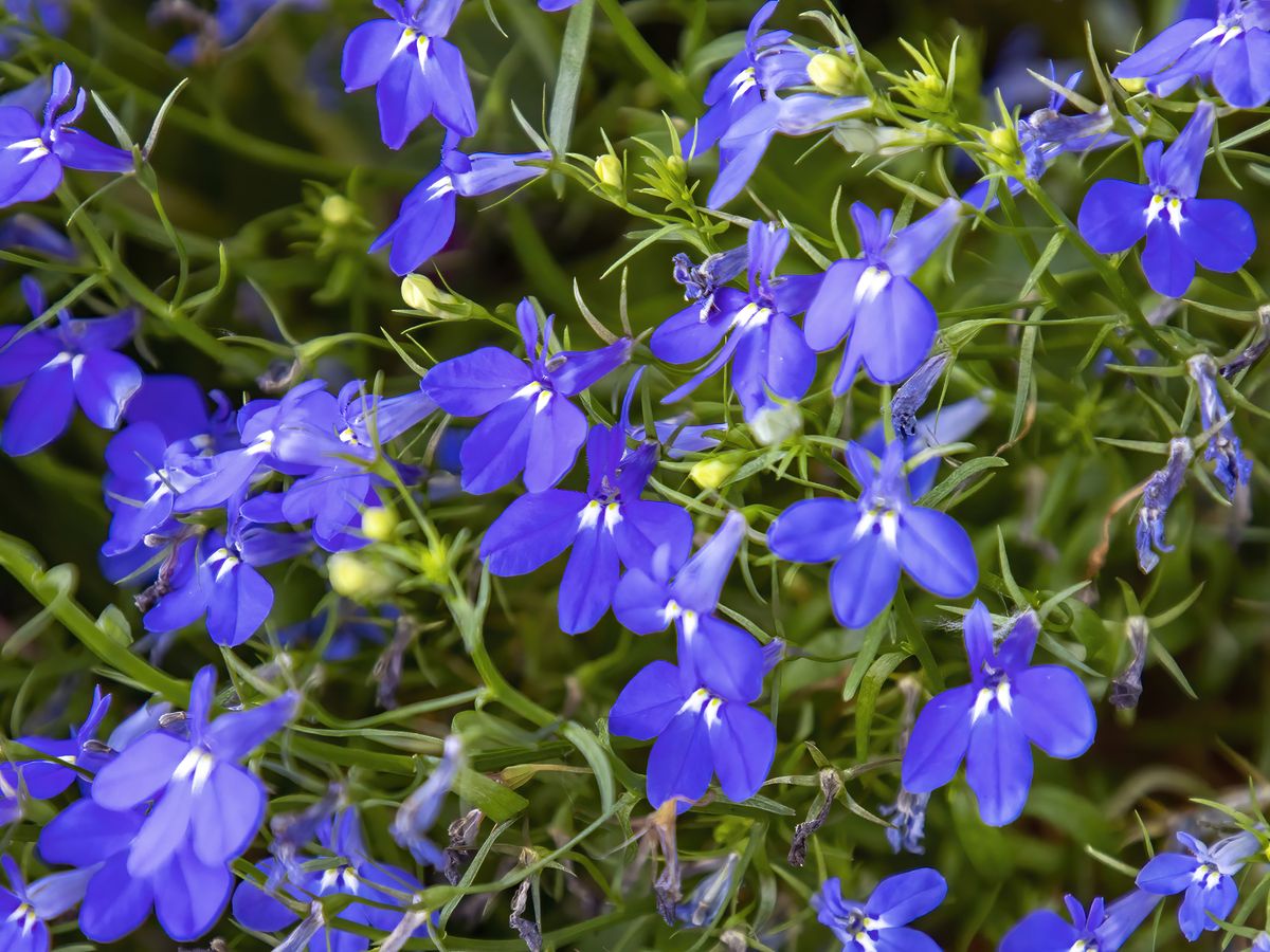 Lobelia