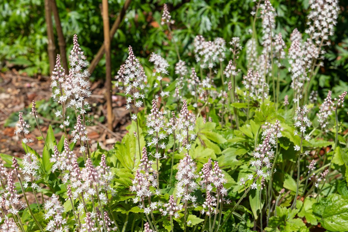 Foamflower