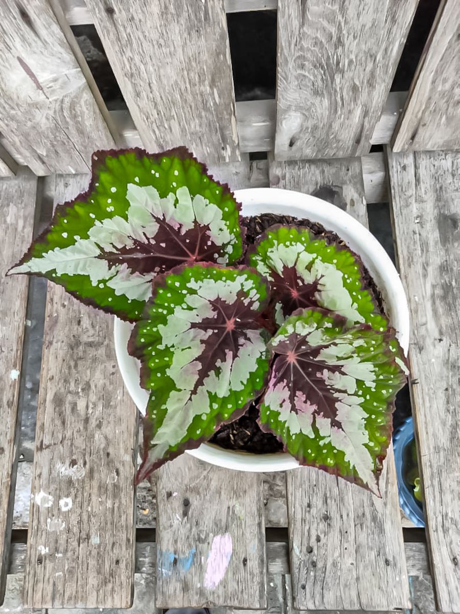 Rex Begonia