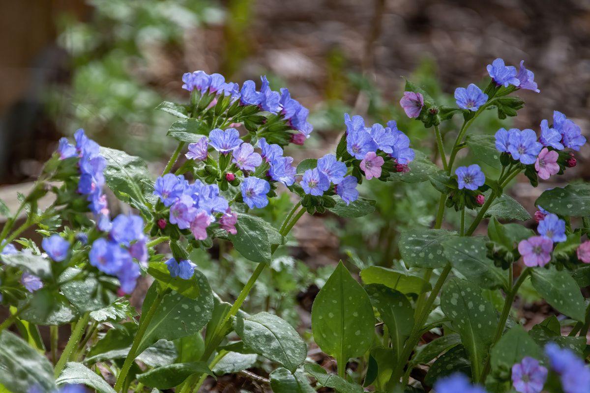 Pulmonaria