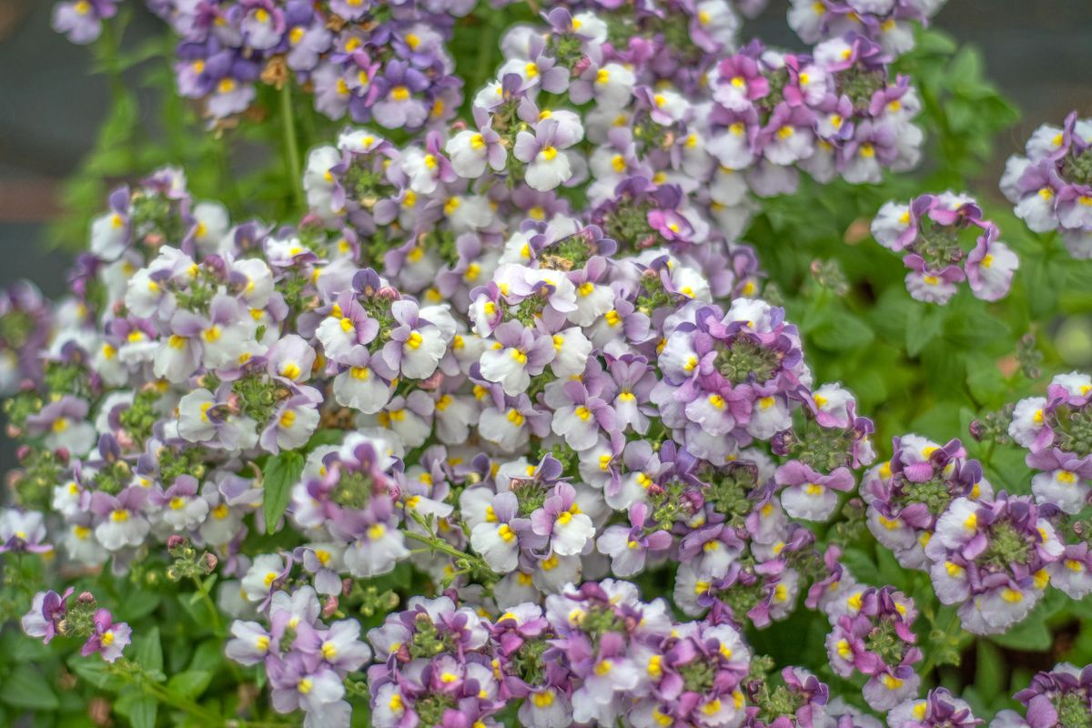 Nemesia