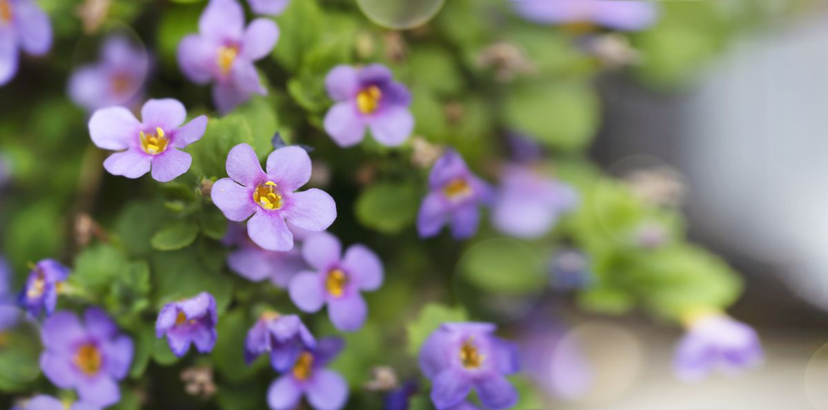 Bacopa