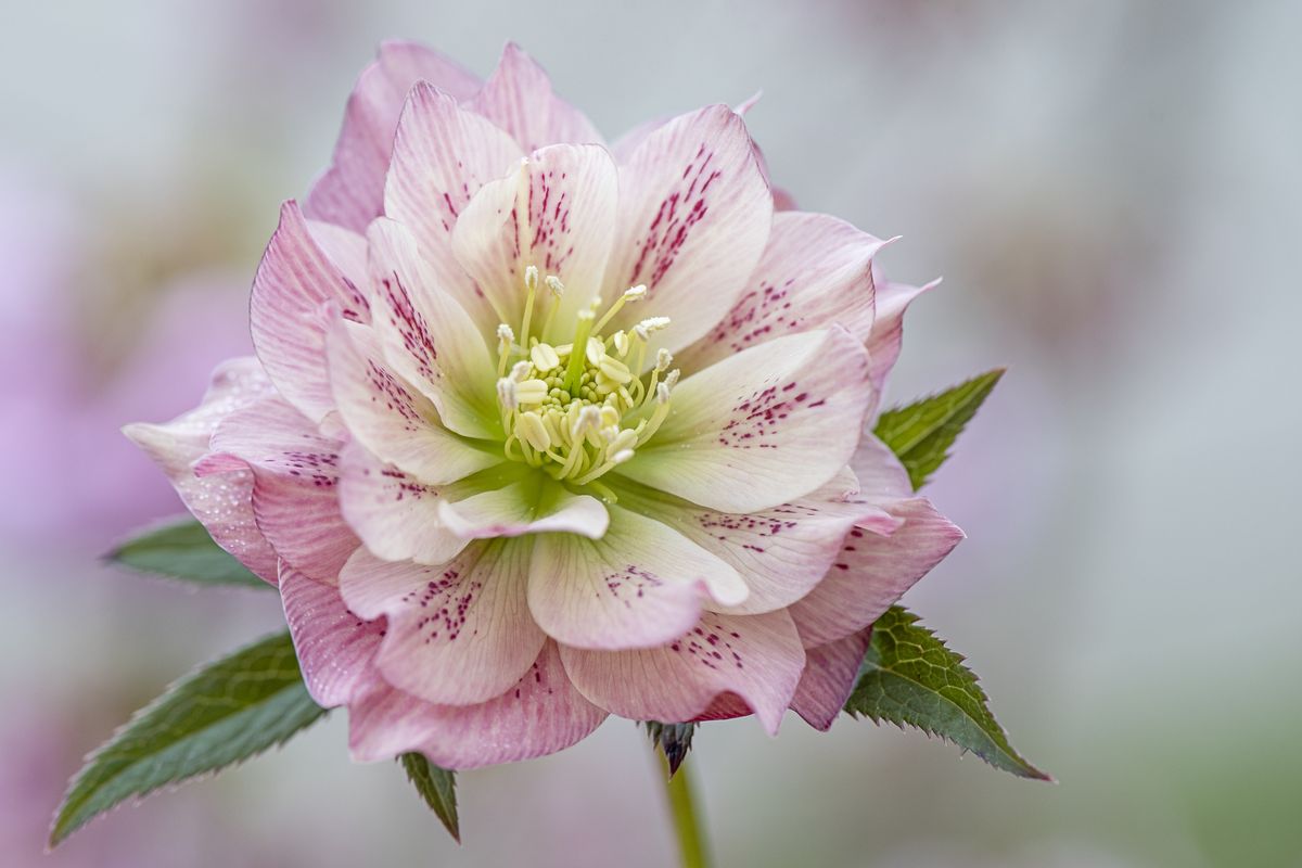 Hellebore