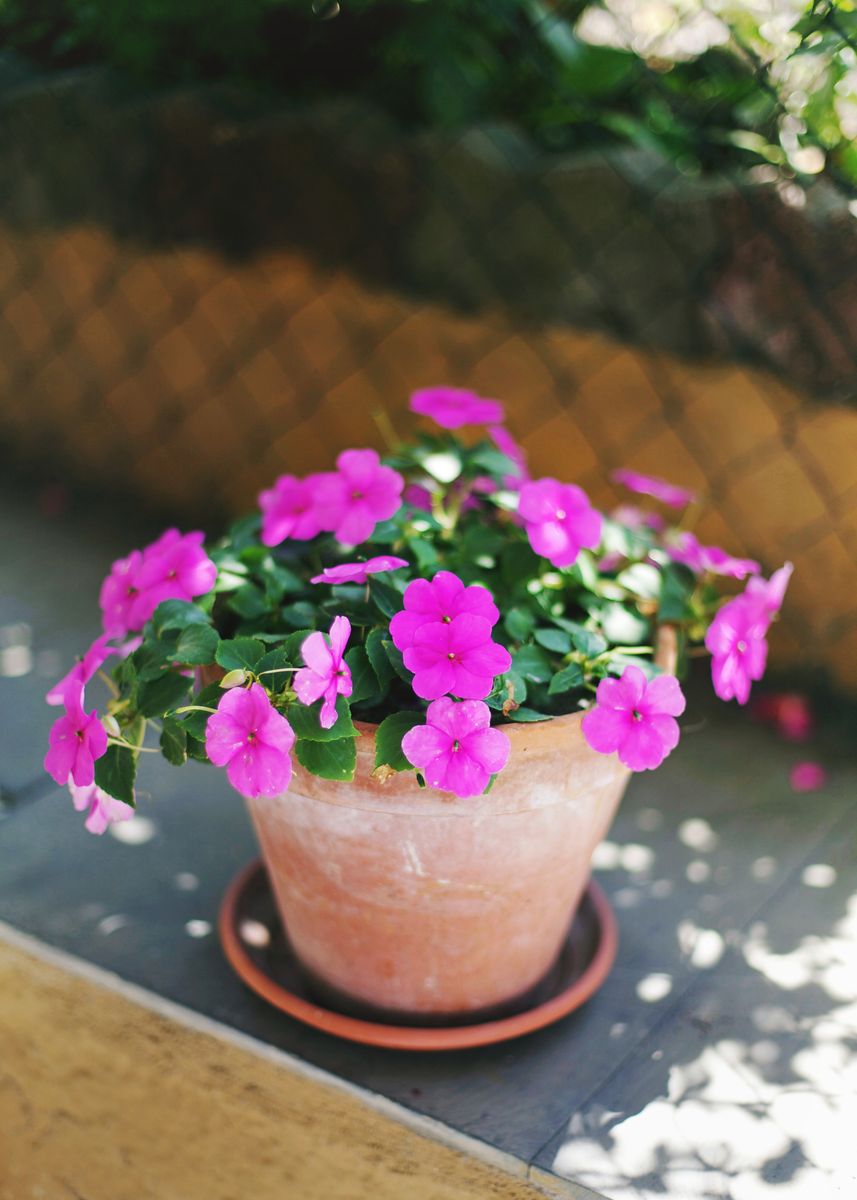 Impatiens