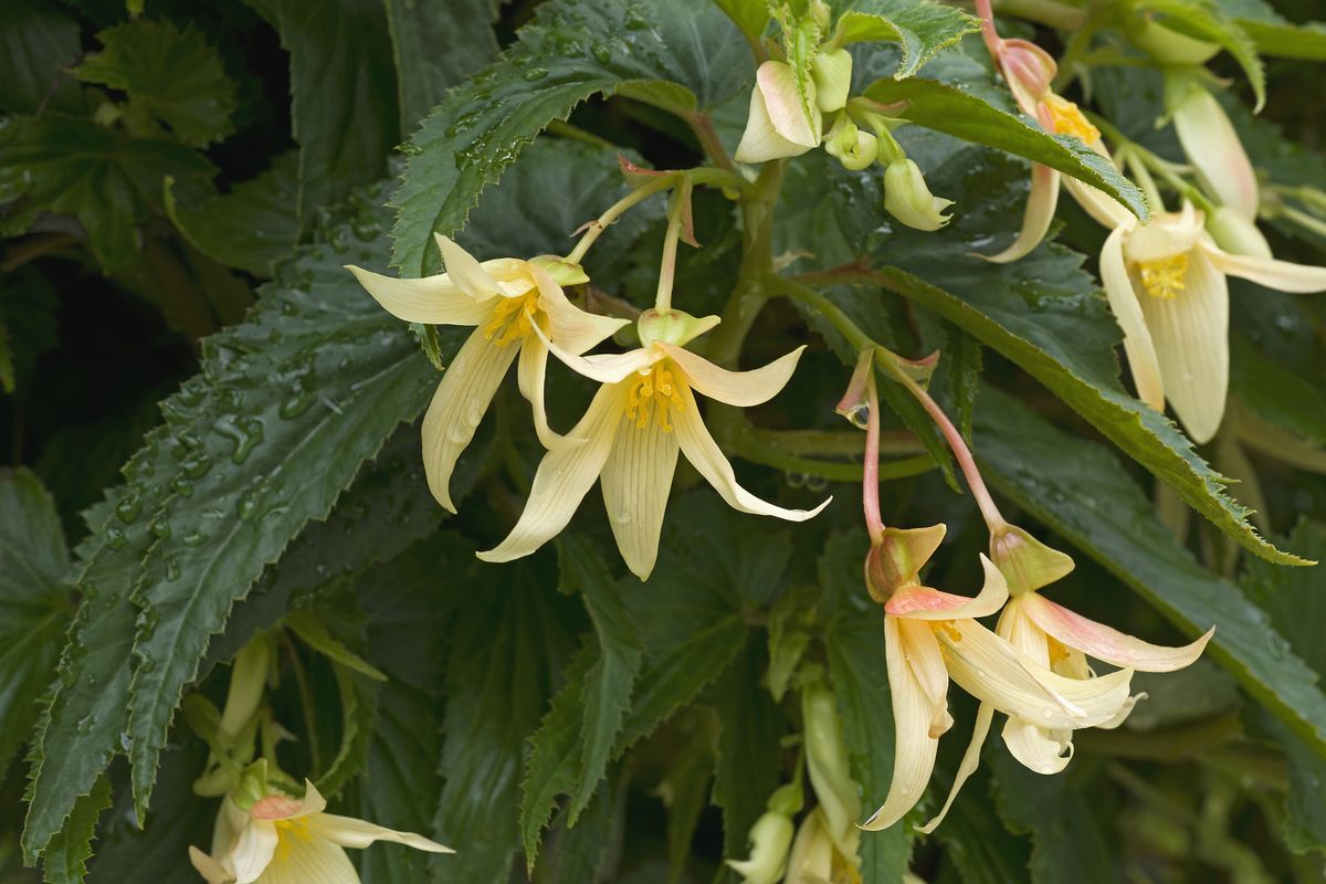 Bolivian Begonia