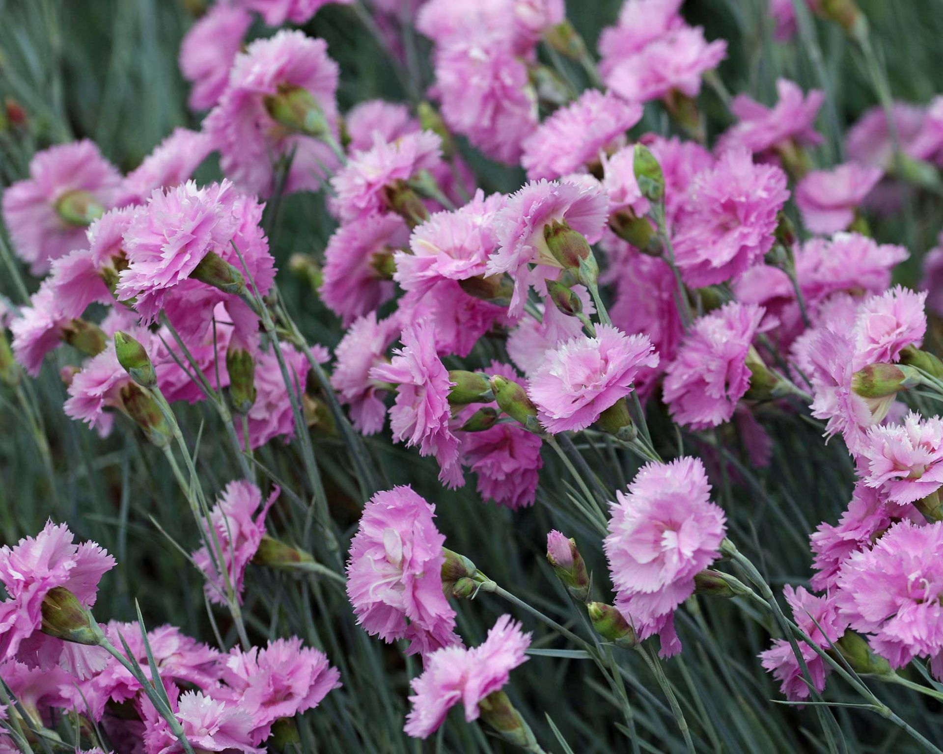 Диантусы и гвоздики разница. Гвоздика перистая Dianthus plumarius. Dianthus uzbekistanicus. Dianthus plumarius 'Maggie'. Dianthus plumarius "pretty Becky".