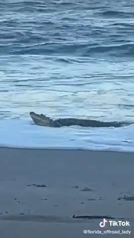 Melbourne Beach crocodile is a social media star − because it keeps