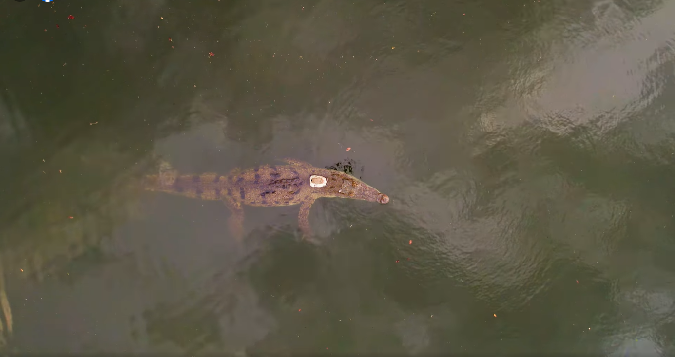 This 9-foot-long American crocodile born in Key Largo is 16 years old. When he was a juvenile, he was hit twice by cars back to back and spent time in rehab before being released. After rehab, he traveled from Key Largo over the years and ended up in Melbourne Beach in December 2022. FWC said he got pretty beat up when trying to live in the ocean and ended up being captured, had a transmitter added and released in Archie Carr.