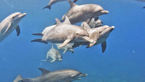 Hermosas imágenes de buzos nadando junto a una manada de delfines