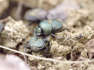 Dung Beetles Are Some of the Craziest Insects On the Planet