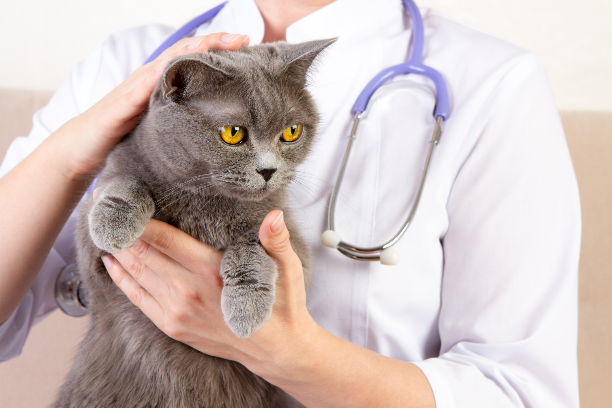 В каком возрасте стерилизуют кошечек. Кот у ветеринара. Ветеринар с кошкой. Кошка в клинике. Кошка с клинком.