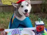 Hungry husky enjoys eating tacos outside for Taco Tuesday