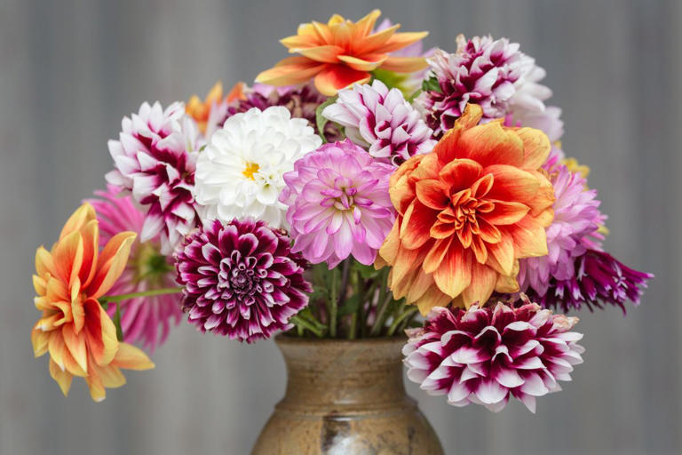 How to grow and care for dahlias