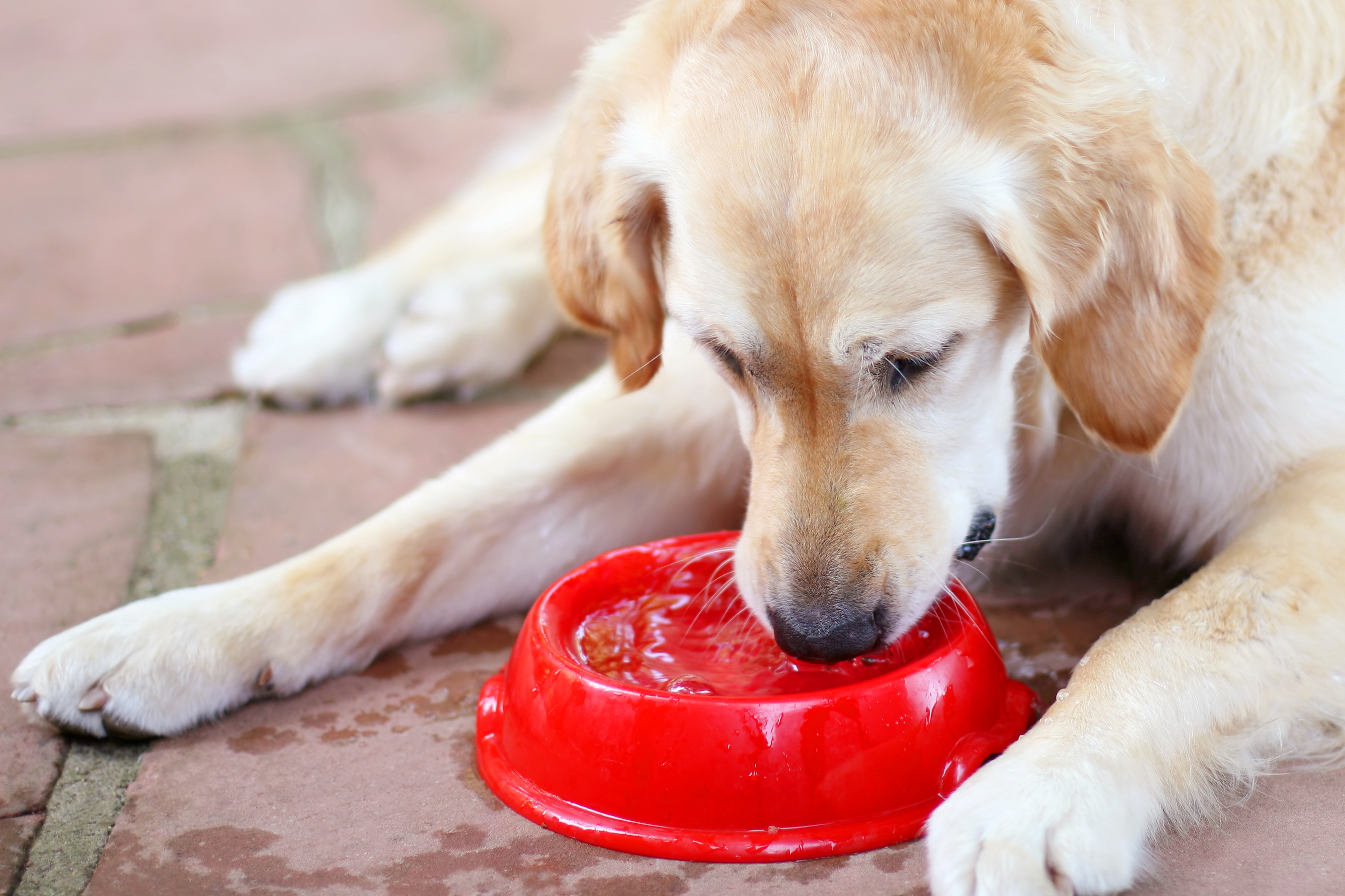 Сколько воды пьют собаки. Собака кушает. Собака пьет. Миска для собак. Собака пьет воду.