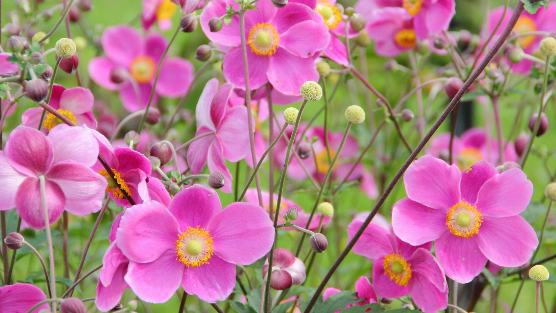 Pink flowers: 16 pretty perennials for giving your garden a rosy glow