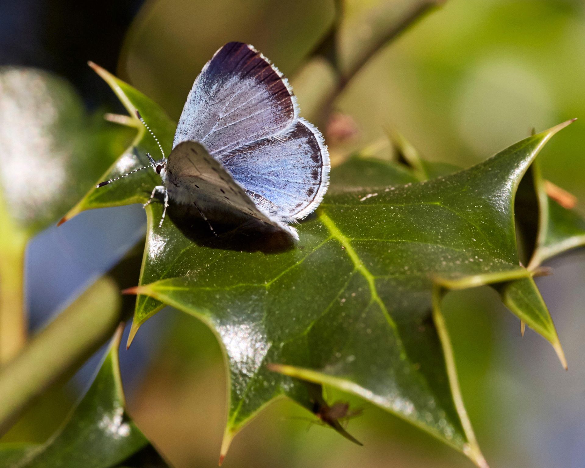 Best plants for pollinators: 25 ways to help wildlife in your plot