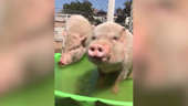 Pigs rescued from animal testing lab by vegan farmers enjoy outdoor life