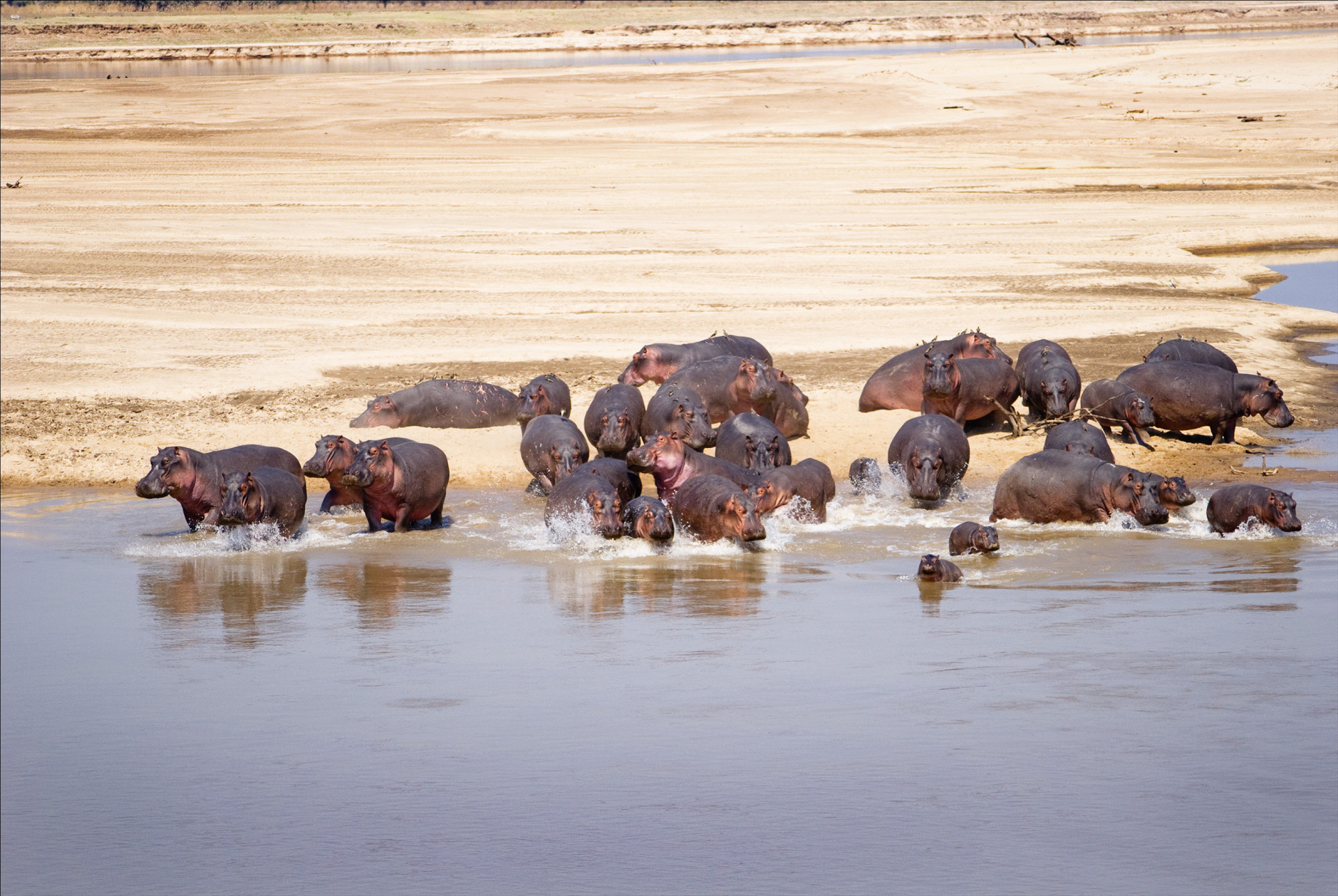 Here we see a family of hippos by the Luangwa River. If you want to see images like this one in real life, then the Luangwa South National Park is the place to go.<p>You may also like:<a href="https://www.starsinsider.com/n/494870?utm_source=msn.com&utm_medium=display&utm_campaign=referral_description&utm_content=212512en-nz"> The extravagant spending of royals around the world</a></p>