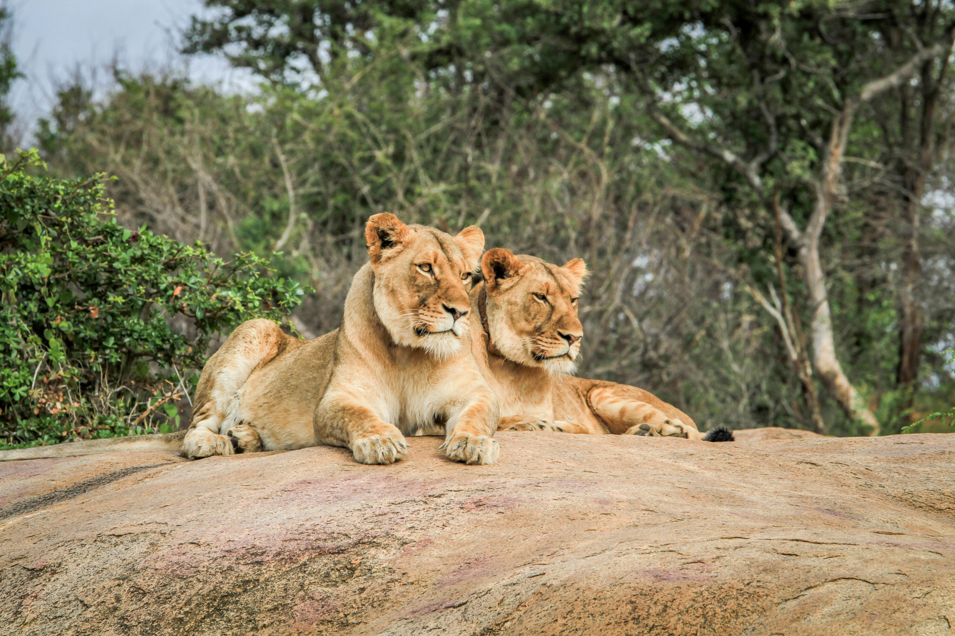 Lions, leopards, rhinos, elephants, buffaloes, and birds such as storks, vultures and eagles inhabit this place.<p>You may also like:<a href="https://www.starsinsider.com/n/329714?utm_source=msn.com&utm_medium=display&utm_campaign=referral_description&utm_content=212512en-us"> Failure to launch: Aircraft that couldn't succeed</a></p>