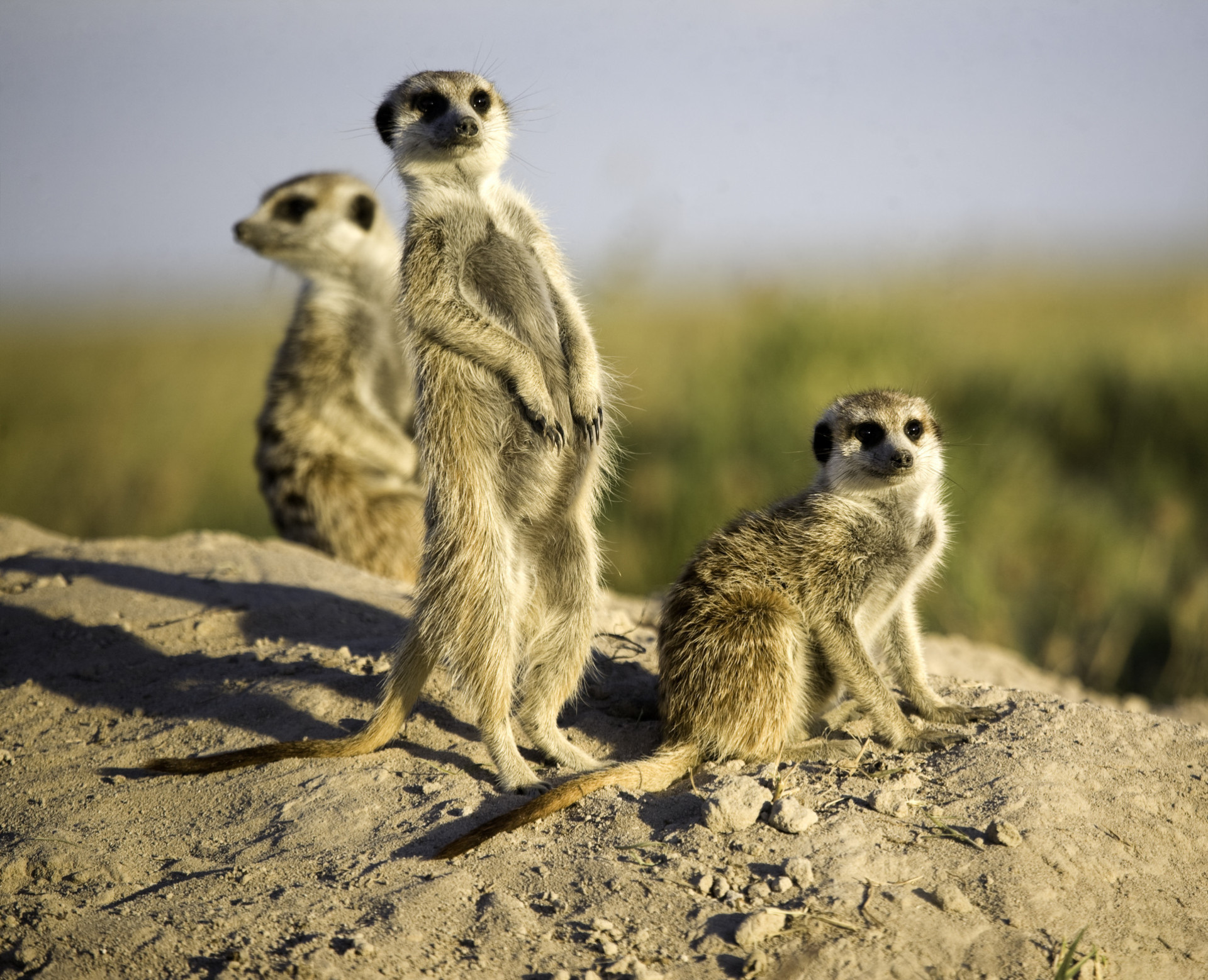 In addition to lions, you can also find species such as ostriches, gazelles, and even meerkats.<p><a href="https://www.msn.com/en-us/community/channel/vid-7xx8mnucu55yw63we9va2gwr7uihbxwc68fxqp25x6tg4ftibpra?cvid=94631541bc0f4f89bfd59158d696ad7e">Follow us and access great exclusive content every day</a></p>