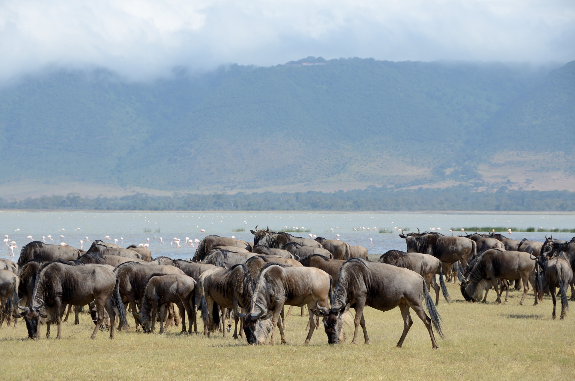 In addition, you can contemplate beautiful landscapes as well as the famous wildebeest migration routes. May and June are the best months to go on this safari.<p><a href="https://www.msn.com/en-us/community/channel/vid-7xx8mnucu55yw63we9va2gwr7uihbxwc68fxqp25x6tg4ftibpra?cvid=94631541bc0f4f89bfd59158d696ad7e">Follow us and access great exclusive content every day</a></p>