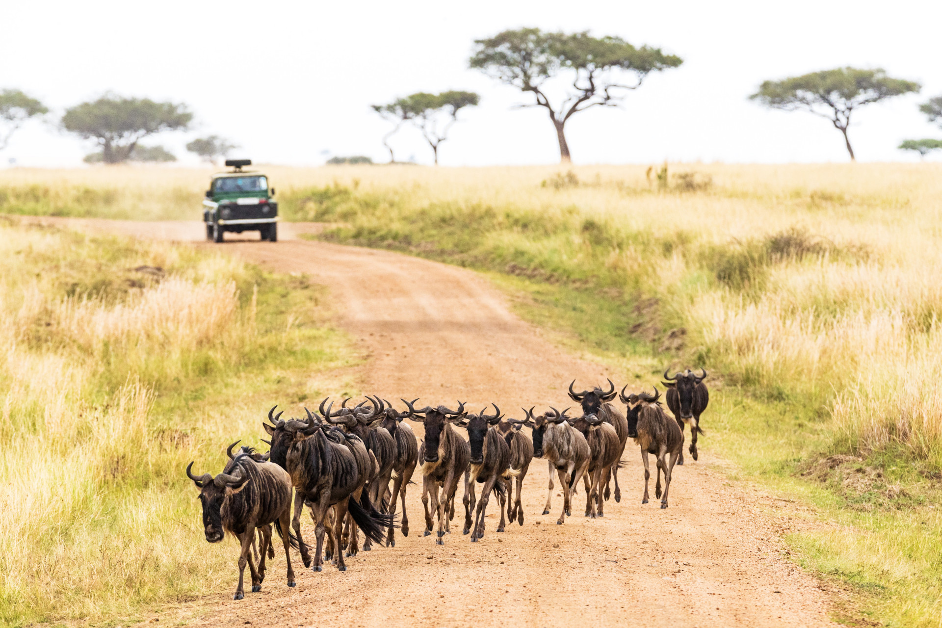 The Maasai Mara plains are mostly famous for their lions and leopards, but buffaloes, elephants, and rhinos can also be spotted here.<p>You may also like:<a href="https://www.starsinsider.com/n/477391?utm_source=msn.com&utm_medium=display&utm_campaign=referral_description&utm_content=212512en-us"> The forgotten art of the blacksmith</a></p>