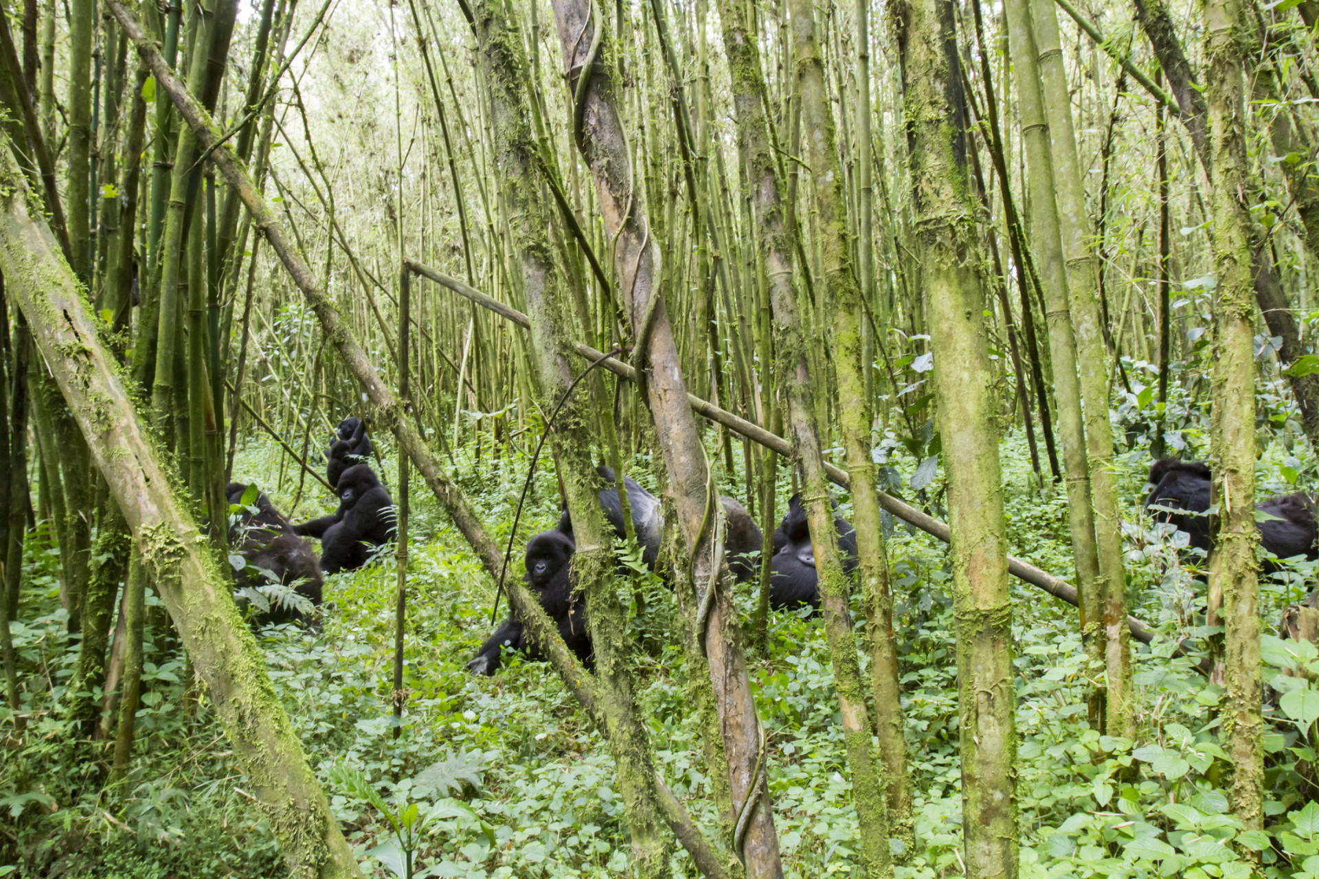 This is the best place to spot mountain gorillas closely in their natural habitat.<p><a href="https://www.msn.com/en-us/community/channel/vid-7xx8mnucu55yw63we9va2gwr7uihbxwc68fxqp25x6tg4ftibpra?cvid=94631541bc0f4f89bfd59158d696ad7e">Follow us and access great exclusive content every day</a></p>