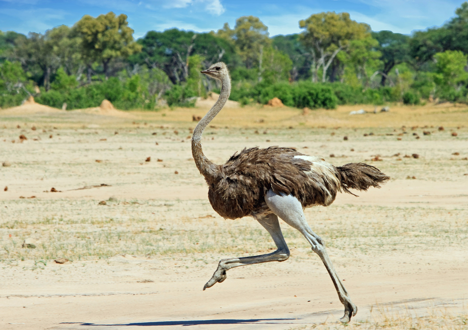 <p>Here you will also find incredible ostriches roaming freely.</p><p>See also: <a href="https://www.msn.com/en-gb/lifestyle/other/vulnerable-dog-breeds-that-could-go-extinct/ss-AA19QLMA?ocid=Peregrine"><span>Vulnerable dog breeds that could go extinct</span></a> </p>