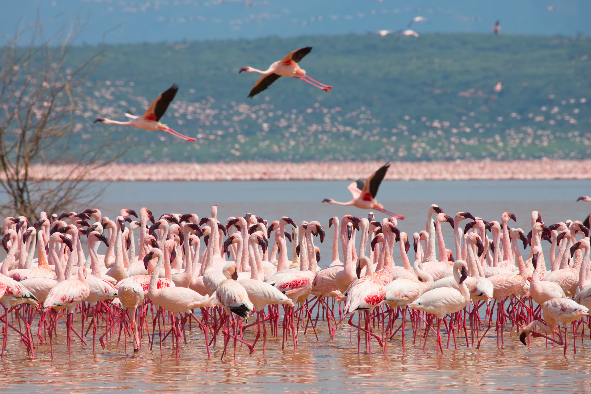 In this Kenyan city you can watch the amazing migratory ritual of flamingos. A spectacle worth witnessing at least once in your life.<p><a href="https://www.msn.com/en-us/community/channel/vid-7xx8mnucu55yw63we9va2gwr7uihbxwc68fxqp25x6tg4ftibpra?cvid=94631541bc0f4f89bfd59158d696ad7e">Follow us and access great exclusive content every day</a></p>