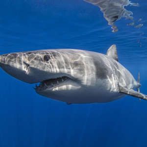 Mexico, Guadalupe, Great white shark underwater
