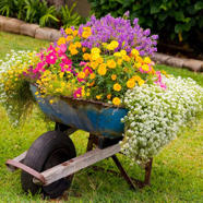 10 Flower Bed Ideas For Full Sun