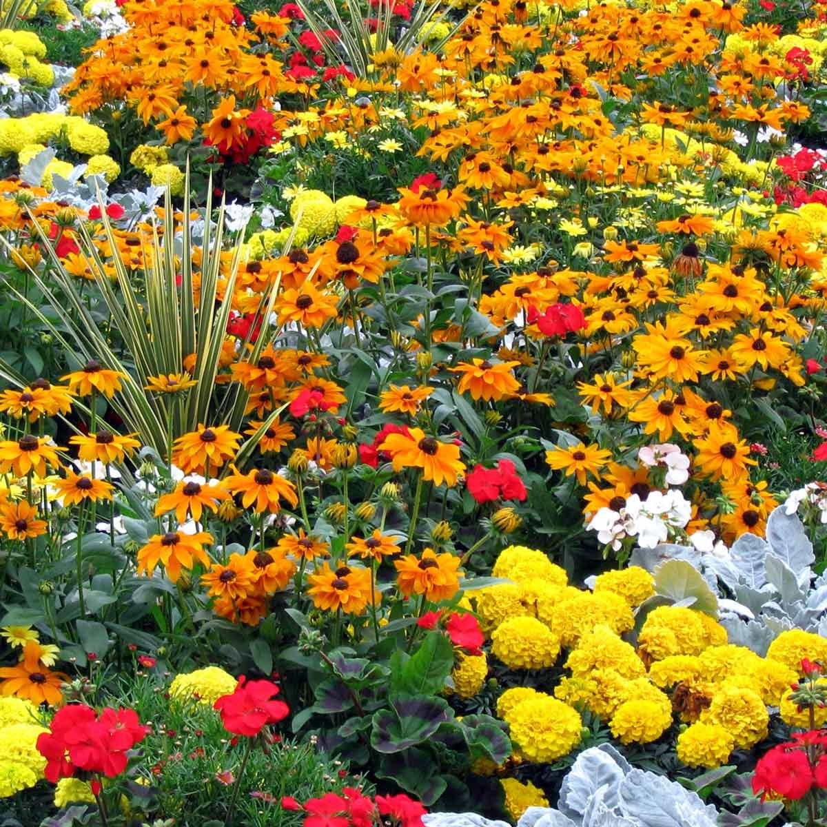 10 Flower Bed Ideas for Full Sun