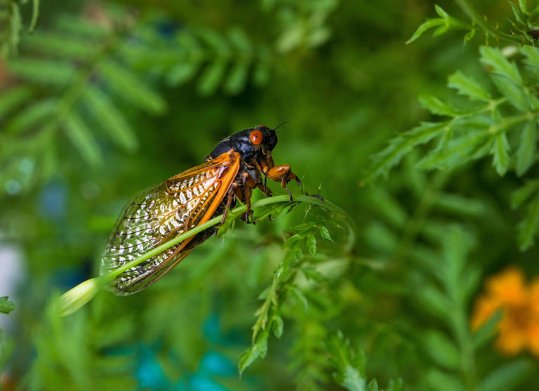 Brood XIX 13year cicadas to emerge in Kentucky in 2024. Here's where