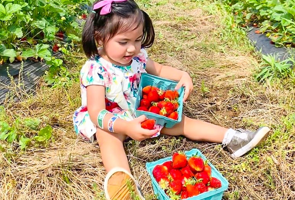 Best Strawberry Picking Near DC and Summer Strawberry Festivals