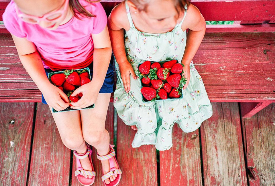 Best Strawberry Picking in Philadelphia and Summer Strawberry Festivals