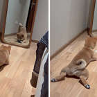 Shiba Inu puppy finds a friend in the mirror