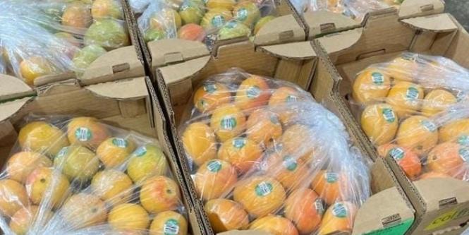 colombia, por primera vez, exporta mango de azúcar por vía marítima a estados unidos