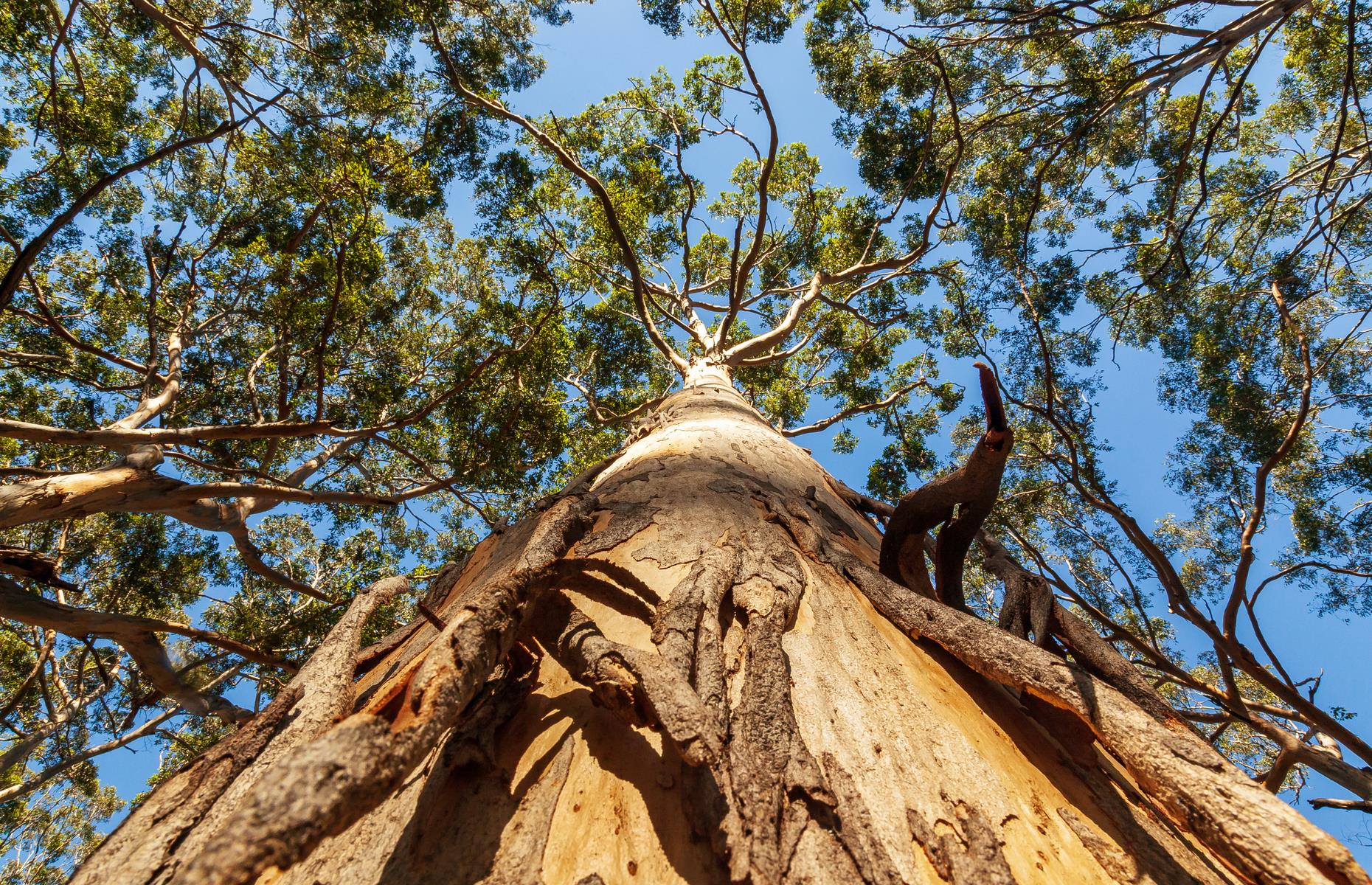 As well as magnificent surf beaches, the southern part of Western Australia is home to unique forest habitats where some of the world’s tallest tree species flourish. Feel dwarfed by the imposing karri trees in the Boranup Karri Forest or walk high in the canopy of an ancient tingle forest. You can see the giant eucalyptus, which are found nowhere else in the world, at the Tree Top Walk within the Walpole-Nornalup National Park and Walpole Wilderness Area.