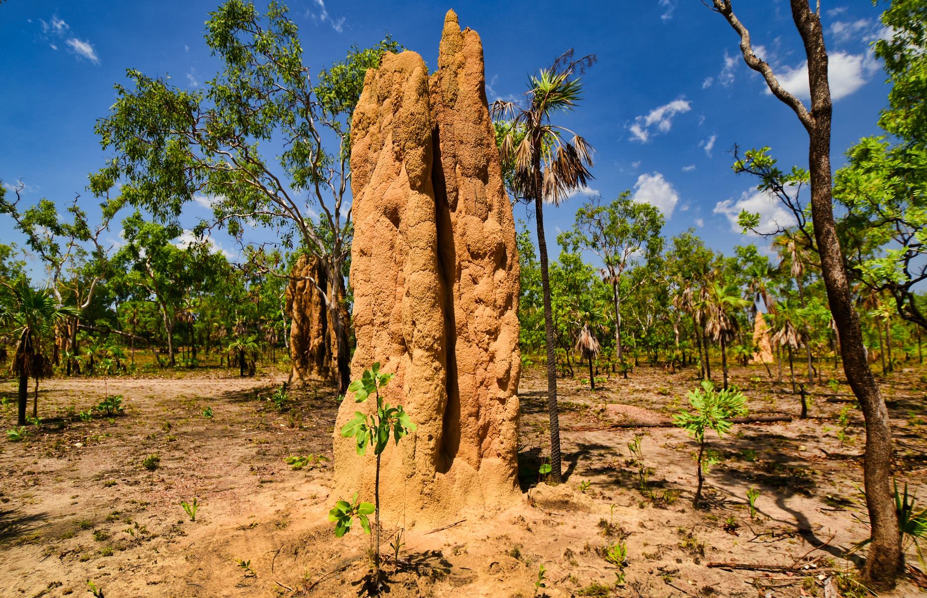 Towering termite mounds, thundering waterfalls and tempting plunge pools characterize Litchfield National Park, which lies a few hours south of Darwin. Walk around the field of giant termite mounds and visit the weathered sandstone pillars of the Lost City then cool off in Florence, Tolmer and Wangi falls. Be sure to follow the Florence Creek Walk through monsoon forest to Buley Rockhole, a collection of natural spas and whirlpools, and an enticing spot to wallow in on a steamy day.